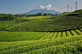 Harada Japan Green Tea
