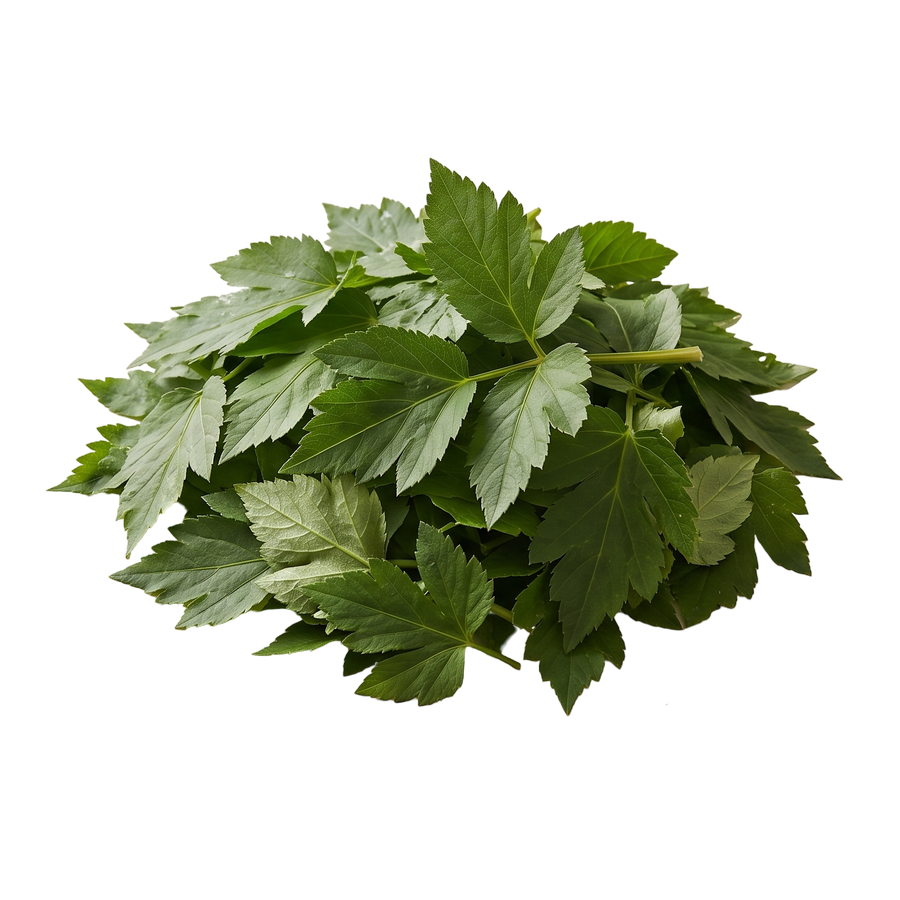 Ashitaba Leaf