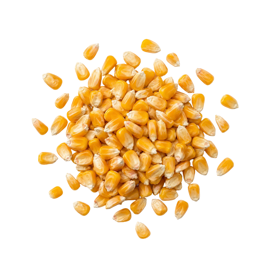 Corn kernel