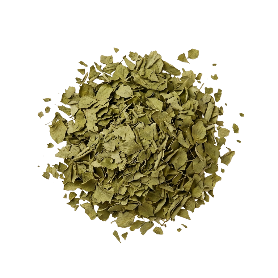 Umbellate Hydrangea Leaf